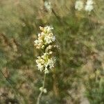 Silene sendtneri Flower