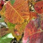 Cotinus obovatus Folha