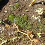 Utricularia australis Habit