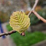 Alnus incana Fulla