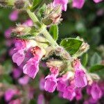 Teucrium chamaedrys പുഷ്പം