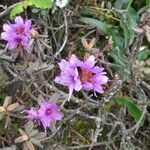 Rhododendron setosum Žiedas