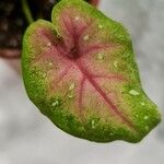 Caladium bicolorΦύλλο