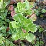 Saxifraga umbrosa Folla