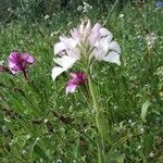 Anacamptis papilionacea 花