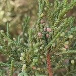 Juniperus turbinata Blodyn