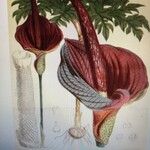 Helicodiceros muscivorus 花