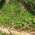 Pachysandra terminalis Характер