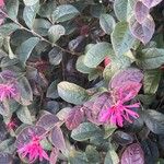 Loropetalum chinense