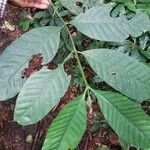 Funtumia africana Folio