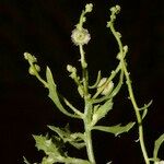 Dysphania atriplicifolia Прочее