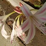 Crinum bulbispermum Lorea