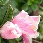 Azalea alabamensis Flower