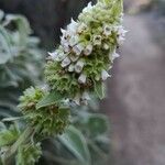 Sideritis macrostachyos Blomst