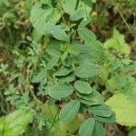 Lathyrus niger Blatt