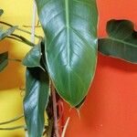 Philodendron acutatum 葉
