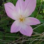 Colchicum lusitanum 花