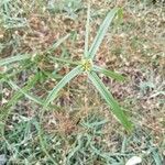 Cyperus aromaticus Folio