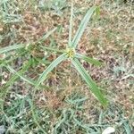 Cyperus aromaticus Folha