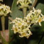 Daphnopsis americana Flower