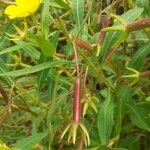 Ludwigia grandiflora Plod