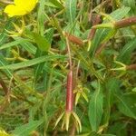 Ludwigia grandiflora Плод