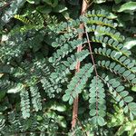 Albizia guillainii Blad