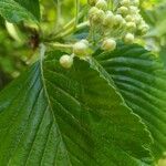 Sorbus ariaЦветок