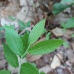 Vaccinium angustifolium Folha