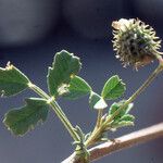 Medicago laciniata Blad