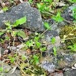 Stellaria alsine Blad