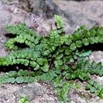 Asplenium adulterinum Habitus