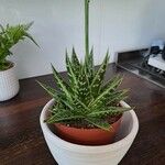 Aloe maculata Folla