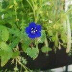 Phacelia campanularia Çiçek