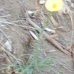 Oenothera longiflora Blad