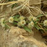 Alternanthera nodiflora Habitus