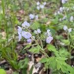 Phacelia bipinnatifida Flor