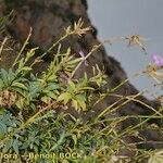 Dianthus rupicola Staniste