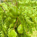Jacaranda cuspidifolia Fruto