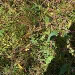 Polygonum persicariaफूल