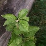 Malus pumila Leaf