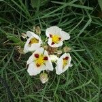 Sagittaria montevidensis Λουλούδι