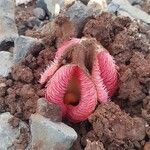 Hydnora abyssinica Цвят