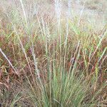 Muhlenbergia lindheimeri 形态