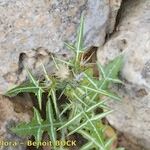 Galactites duriaei Libunga