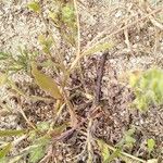 Echium arenarium Flor