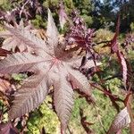 Ricinus communisLeaf