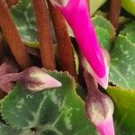 Cyclamen persicum Alia