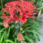 Hibiscus schizopetalus Flors