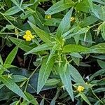 Ludwigia alternifolia Leaf